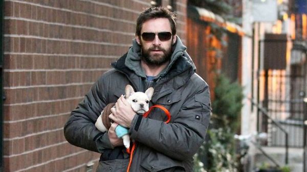 Hugh Jackman Gay bullddog